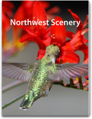 Northwest Scenery