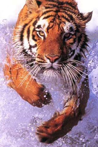 虎 screenshot1