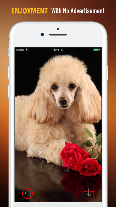 プードル犬の壁紙 Iphoneアプリ Applion