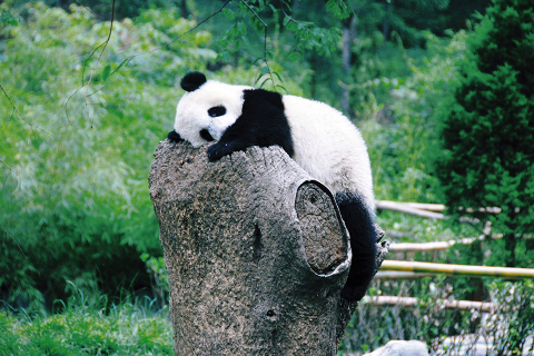 壁紙