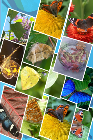 Butterfly Wallpapers & Backgrounds free app screenshot 2