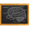Cerebrum - Das Quiz for mac Cerebrum - Das Quiz for mac