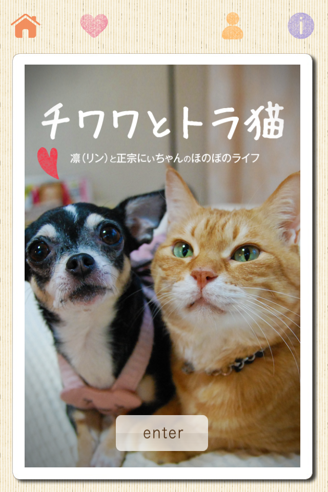 チワワとトラ猫 -凛(リン)と正宗にぃちゃんのほのぼのライフ-