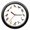 BirdClock for mac BirdClock for mac