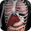 Real Bodywork - Anatomy 3D - Organs アートワーク