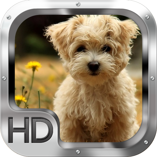 Dog Wallpapers HD Dog Wallpapers HD