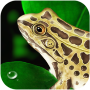 Frog Dissection