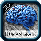 Human Brain Pins 3D