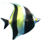 Coral Reef Aquarium