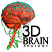 3DBrain