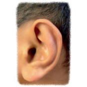 Dolce Ear Training