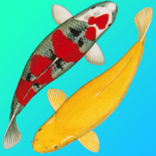 Koi Story