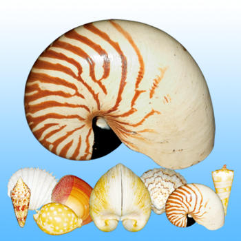 Shells Guide LOGO-APP點子