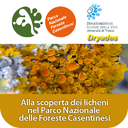 Alla scoperta dei licheni nel Parco Nazionale delle Foreste Casentinesi mobile app icon