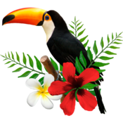 Toucan tasks