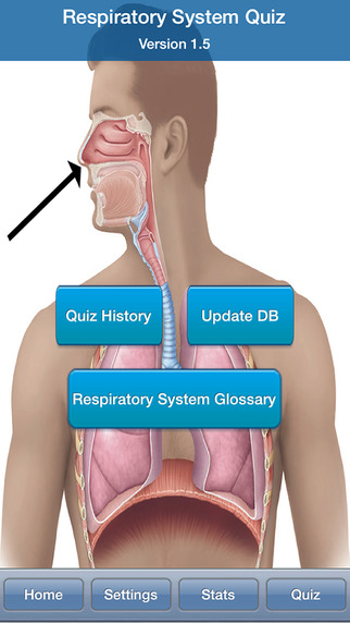 Human Biology : Respiratory System Quiz