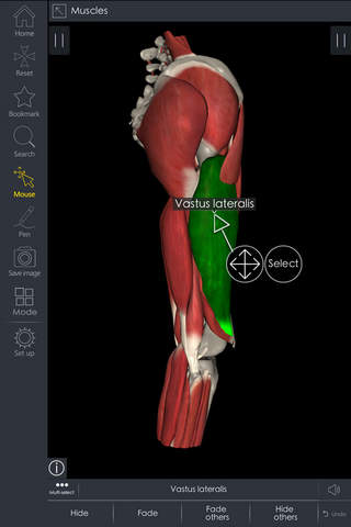 IB Low. limb - 3D Detailed Anatomy screenshot 4