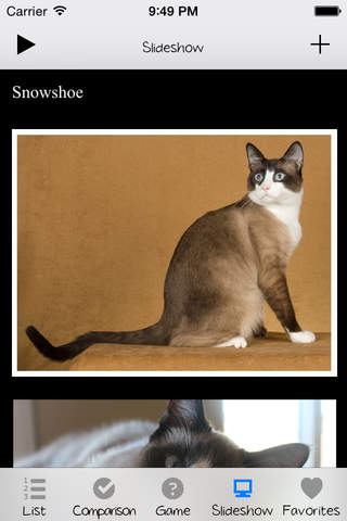 Cat Breeds Encyclopedia screenshot 4