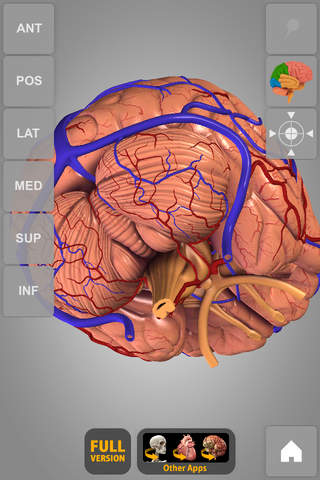 Brain - 3D Atlas of Anatomy Lite screenshot 4