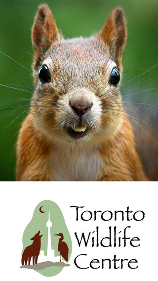 Wildlife Help - Toronto Wildlife Centre Rescue Injured Sick Orphaned Wild Animals