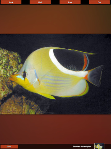 免費下載教育APP|Fish Encyclopedia Pro HD app開箱文|APP開箱王