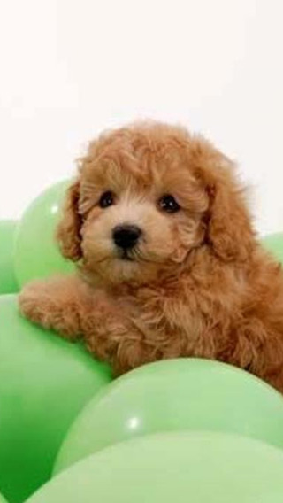 Cute Baby Pet Pictures - Funny Puppy Animals Baby Wallpapers