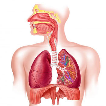 Human Body : Respiratory System Trivia LOGO-APP點子