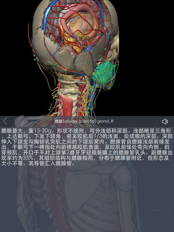 3dbody解剖-高精三维解剖图像