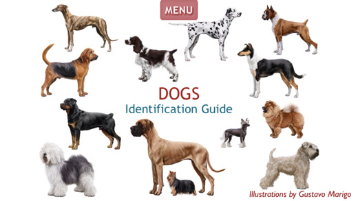 Dogs - Identification Guide