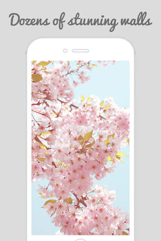 Sakura Wallpapers - Cherry Blossom Flowers screenshot 2