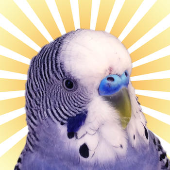 Parakeet Pal LOGO-APP點子