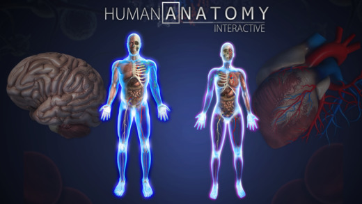 Human Anatomy Chart by Popar