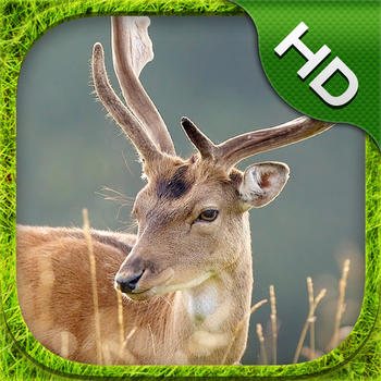 Stag Deer Simulator - HD LOGO-APP點子