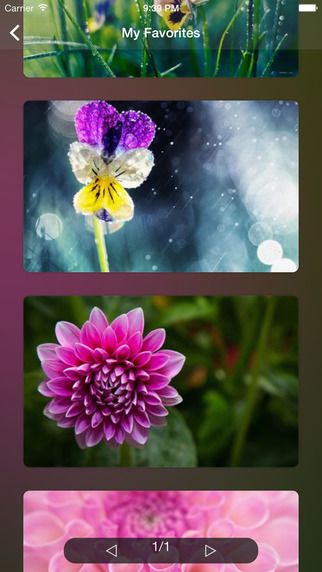 【免費攝影App】Flower WP Pro ~Extremely HD Flowers Wallpaper Image Gallery-APP點子