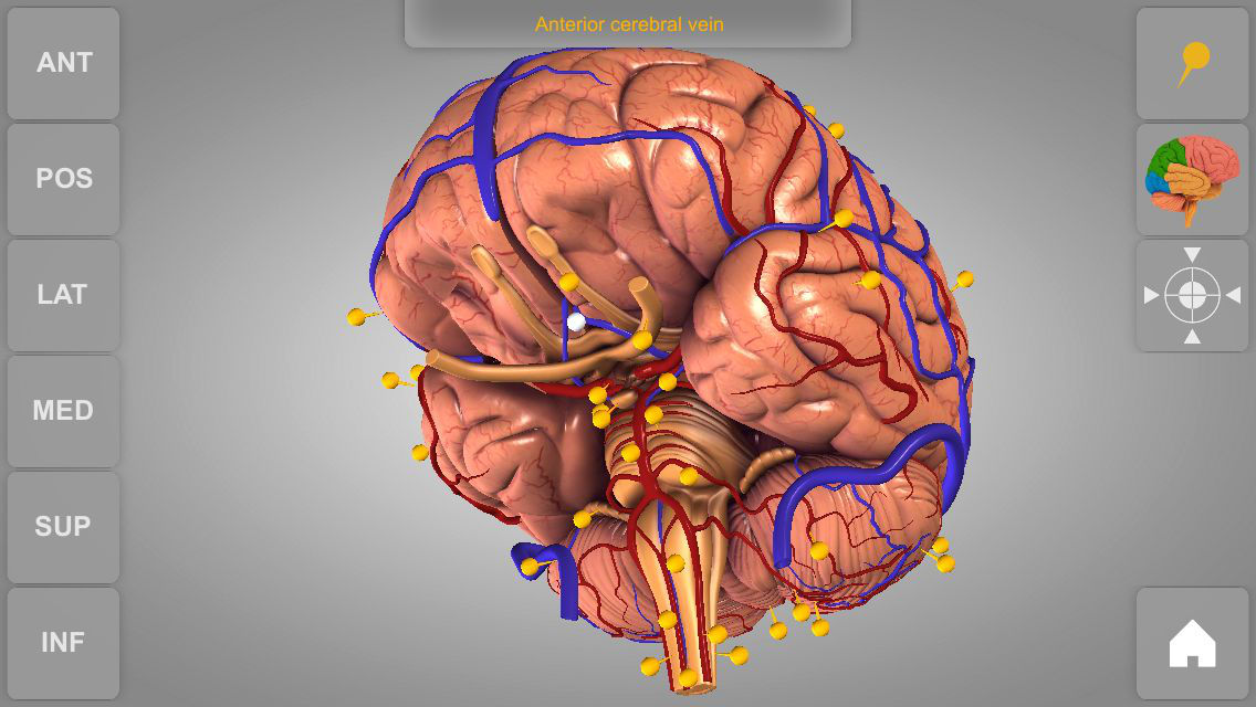 3d brain app online