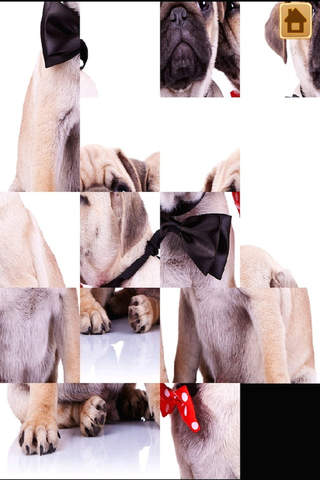 A Cute Dogs Slide Puzzle Free - Silly Shih Tzu, Terriers and Bulldogs Posing For The Camera screenshot 2