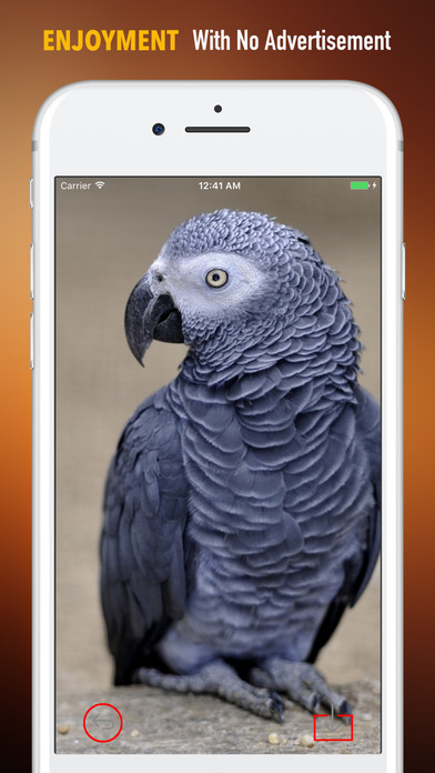 African Grey Parrot Wallpapers HD- Quotes and Art screenshot 2