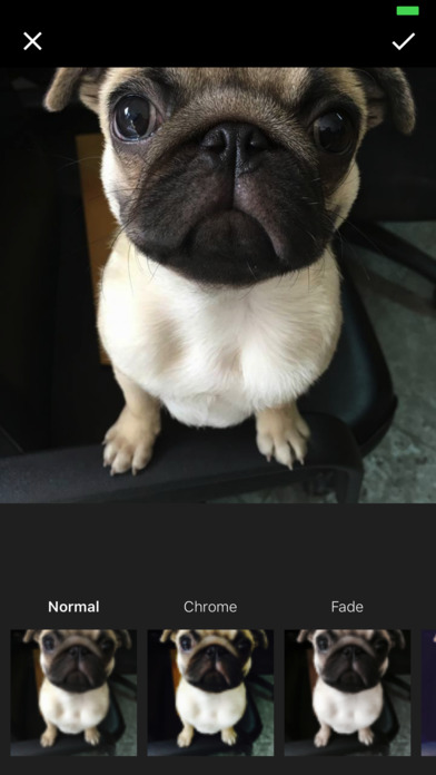 Dog Wallpapers - Cute Puppies Themes For Mobile screenshot 4