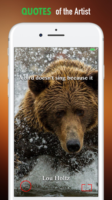 Brown Bear Wallpapers HD- Quotes and Art Pictures screenshot 4