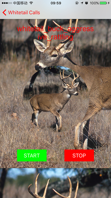 Whitetail Hunting Calls - Real Deer Sounds screenshot 4