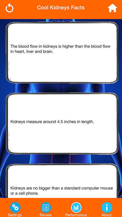 Learn Kidney Anatomy screenshot 4
