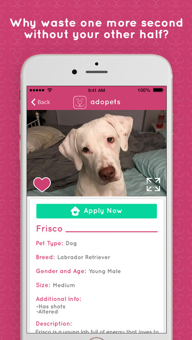 adopets - adopt a pet now screenshot 3