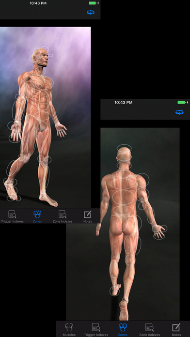 Muscle Trigger Points: Guide & Reference screenshot 3