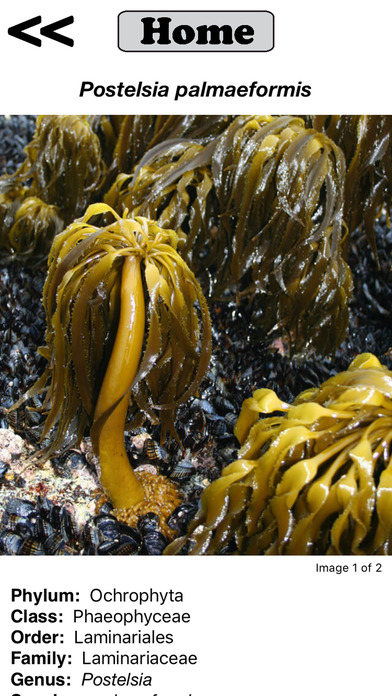 Seaweed Sorter screenshot 4