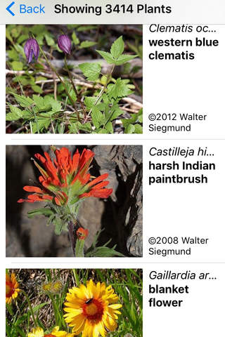 Central California Wildflowers screenshot 2