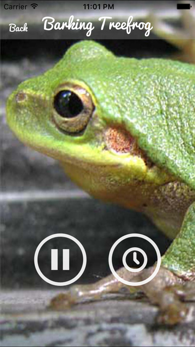 Frog  Sounds - Toad, Greenhouse Frog screenshot 3