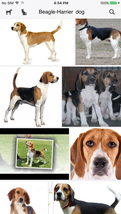 Dog & Cat Breed Finder screenshot 3