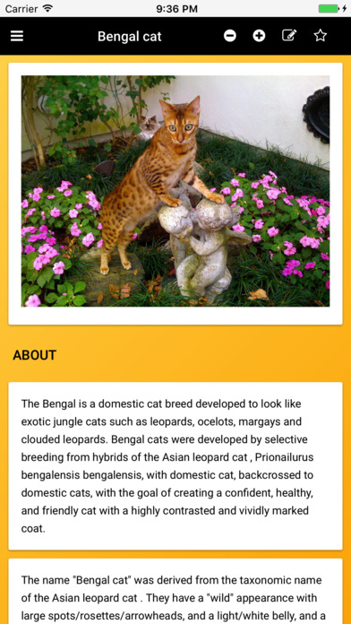 Cat Breeds: Types of Cat screenshot 2