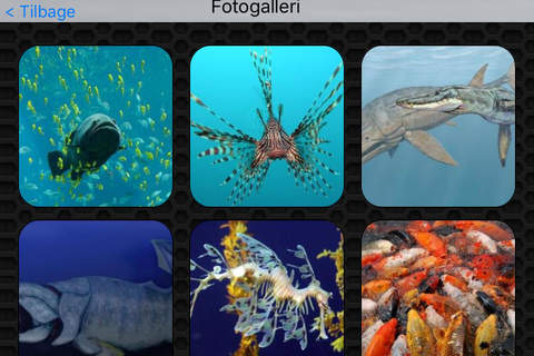 Fish  Photos and Videos | No advertisements screenshot 4
