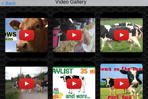 Cow Video and Photo Galleries FREE screenshot 2